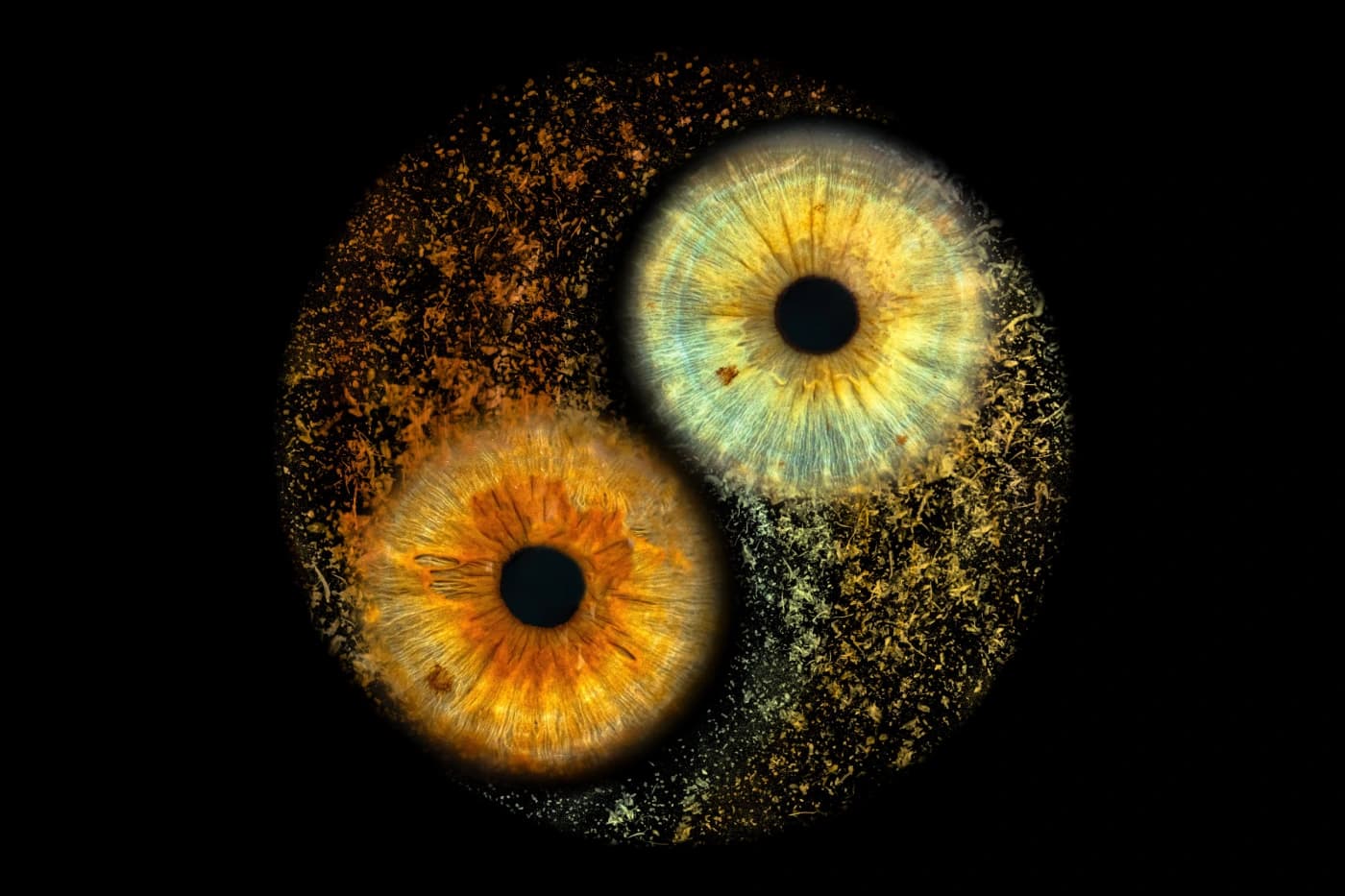 IRIS fotografie duhovky